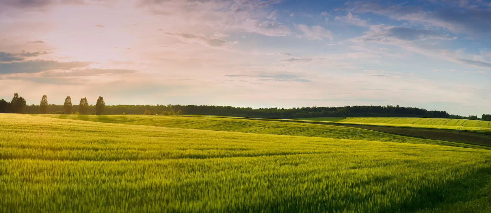 Lush green fields under a blue sky
